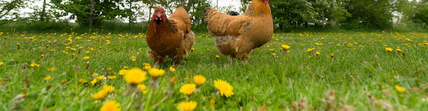 Description of the image